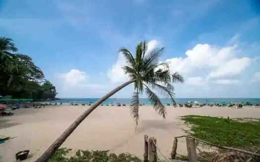Sea view condo near Surin Beach with tropical palm trees and sandy shores.