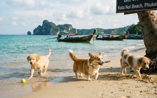 Dogs enjoying the sandy shoreline and ocean breeze at Kata Noi Beach, Phuket.